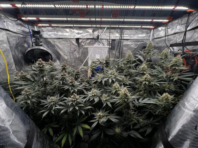 Raspberry Parfait, Фасовка: 3, изображение 3